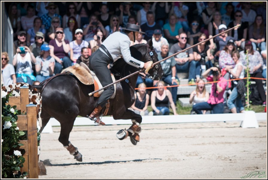 Pferd International 089